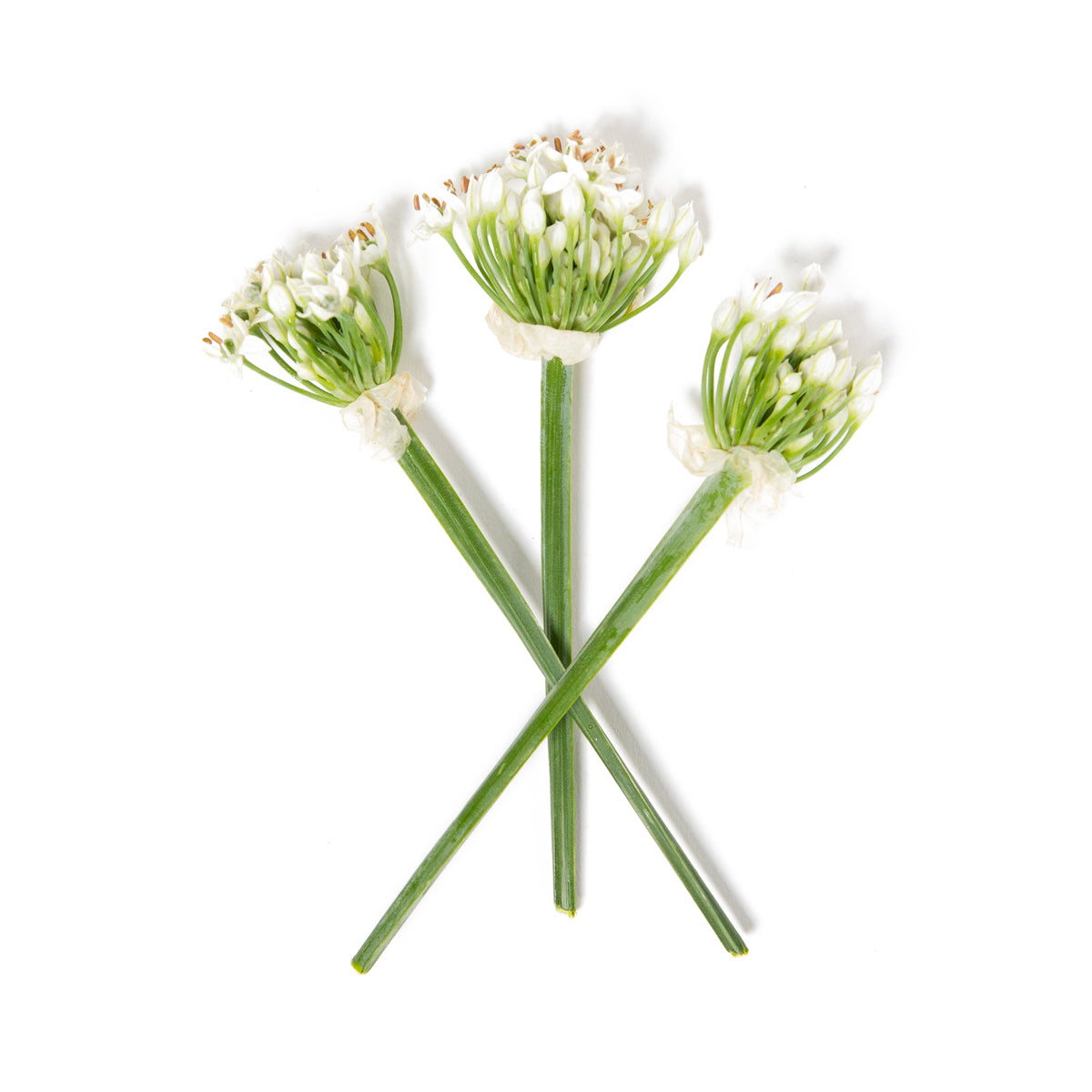 Wholesale Girl & Dug Farm Garlic Chive Blossoms- Bulk