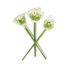 Wholesale Girl & Dug Farm Garlic Chive Blossoms- Bulk