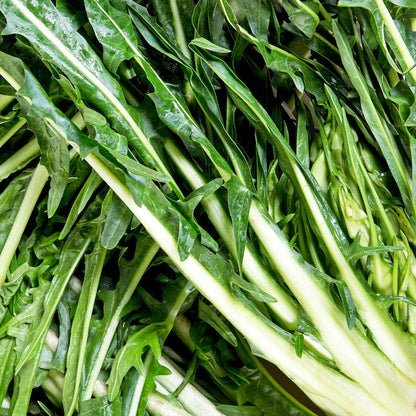 Wholesale BoxNCase Chicory Bushel- Bulk