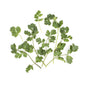 Wholesale BoxNCase Cilantro-3 Pack Bulk