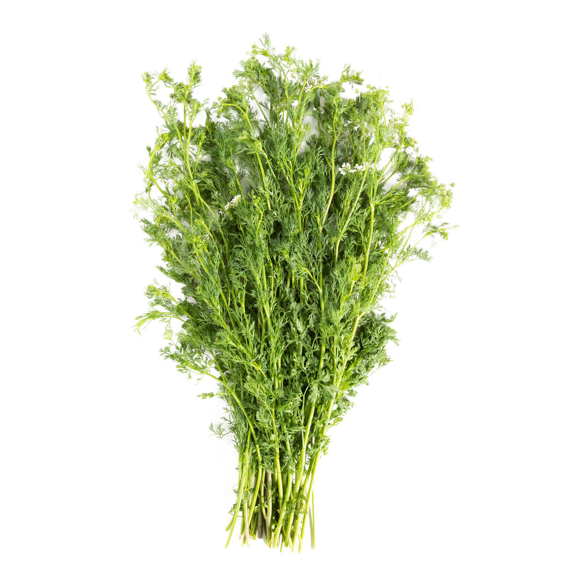 Wholesale BoxNCase Cilantro Macho-24 CT Bulk