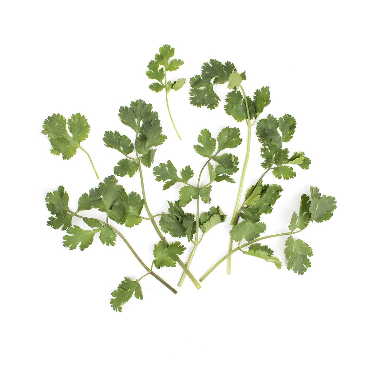 Wholesale BoxNCase Cilantro- Bulk