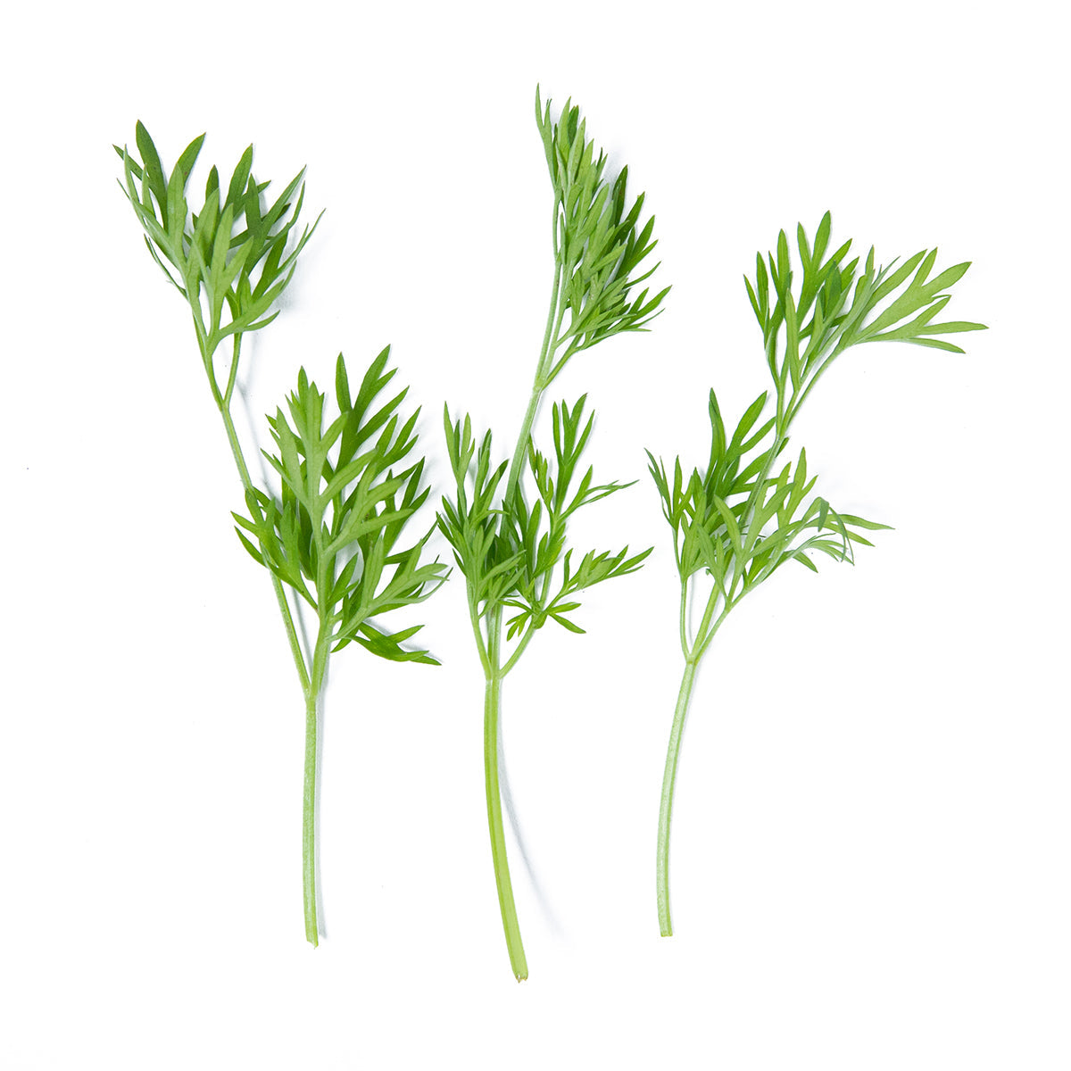 Girl & Dug Farm Delfino Cilantro