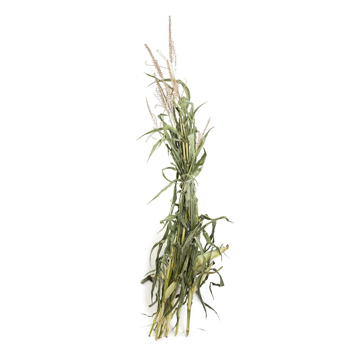 Wholesale BoxNCase Corn Stalks-3 Pack Bulk