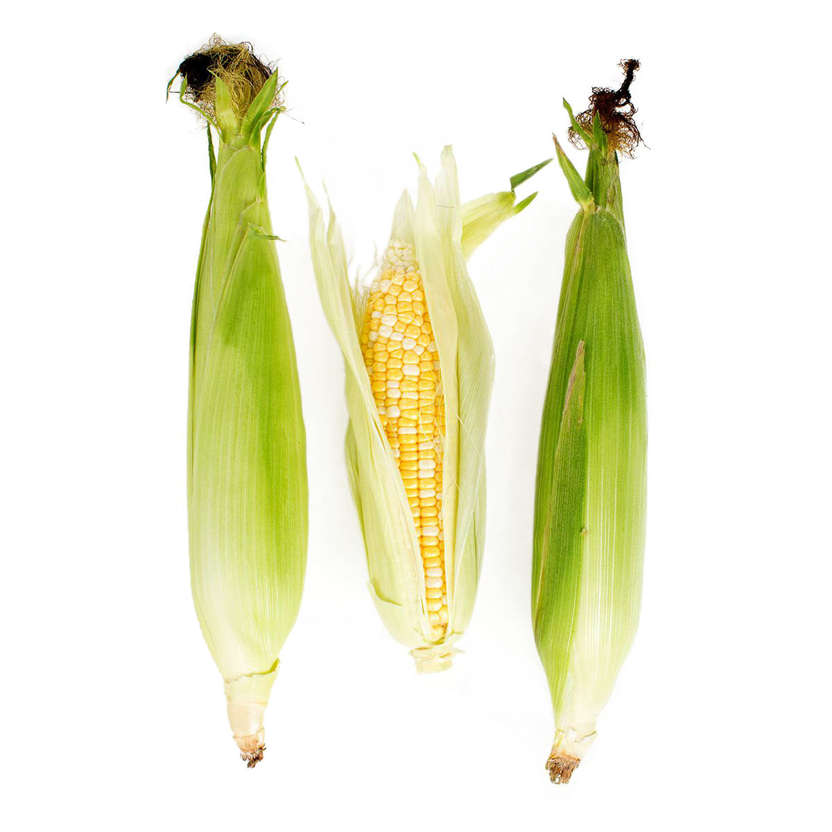 BoxNCase Bi-Color Corn