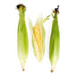 Wholesale BoxNCase Bi-Color Corn-48 CT Bulk