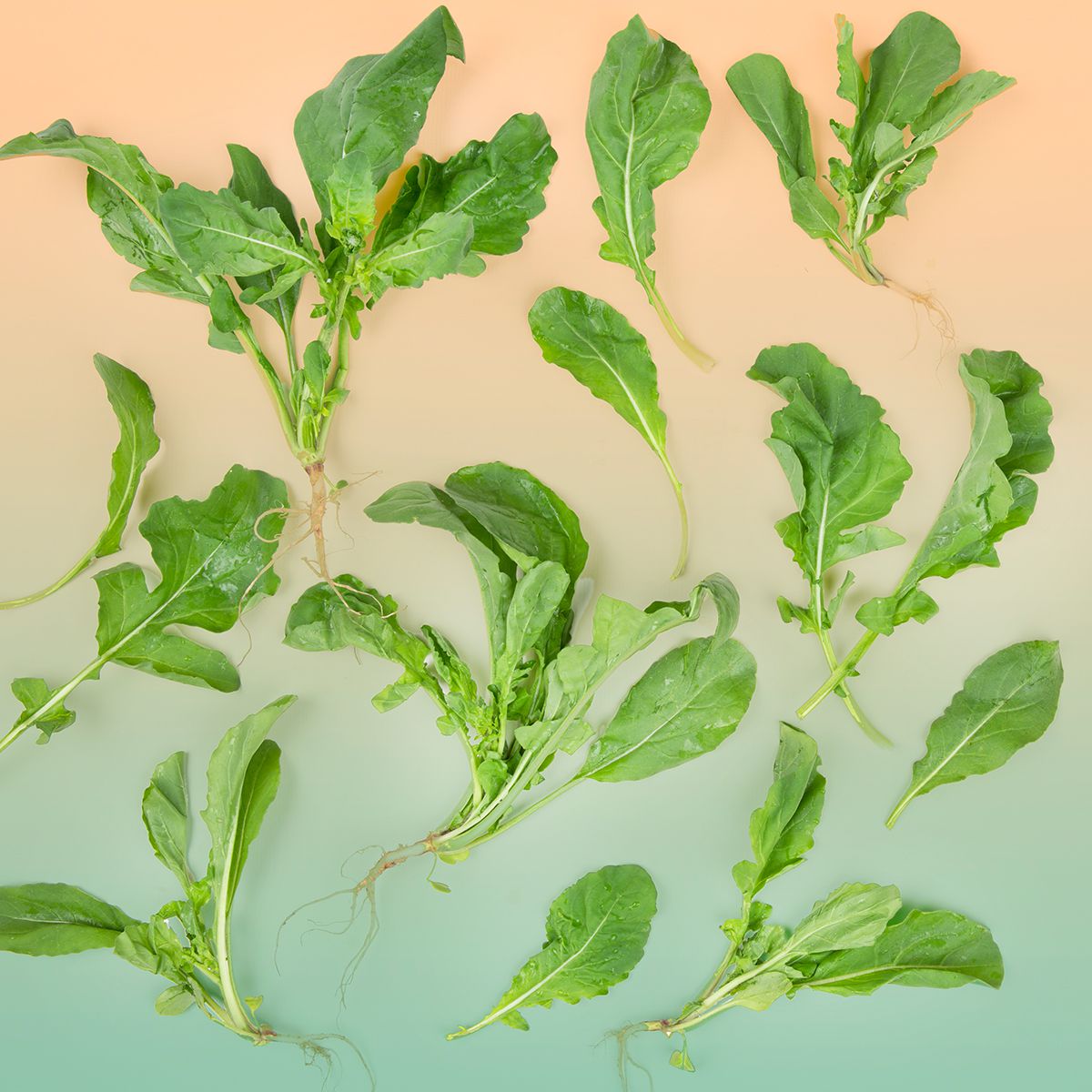 BoxNCase Bunched Arugula