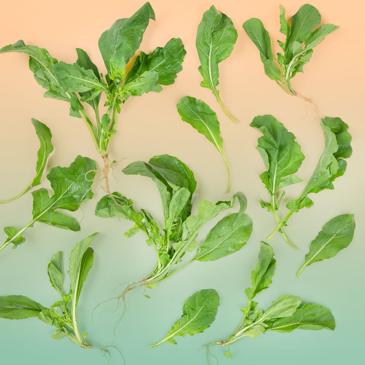 Wholesale BoxNCase Bunched Arugula- Bulk