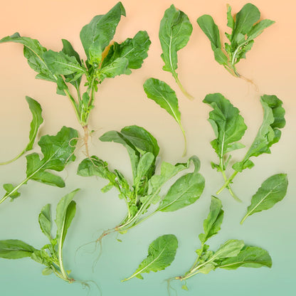 Wholesale BoxNCase Bunched Arugula- Bulk