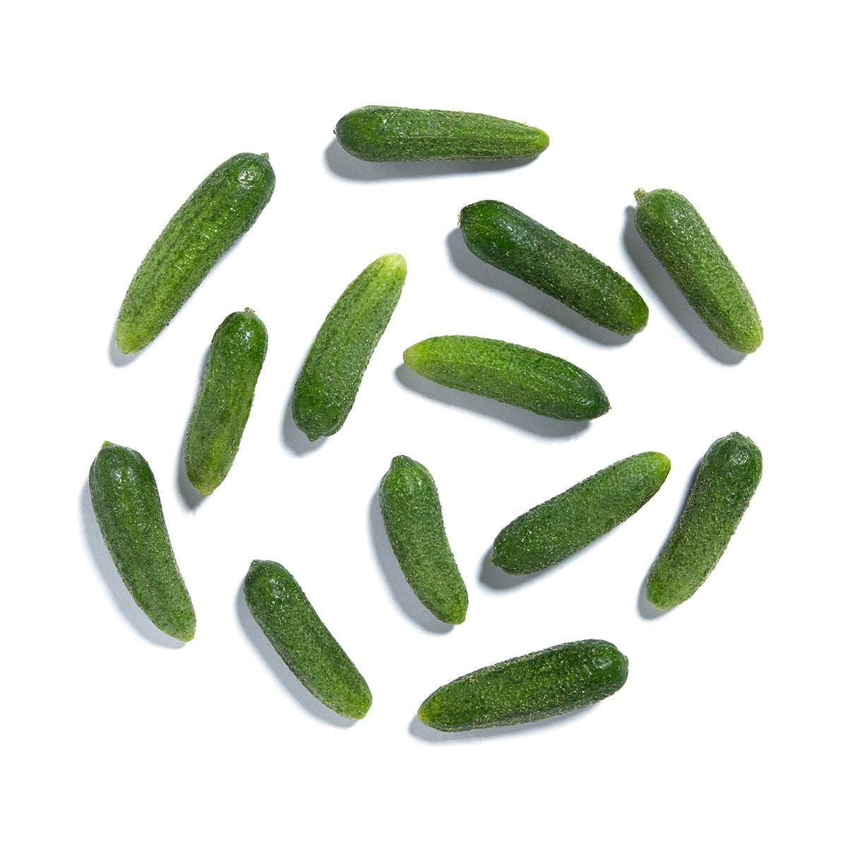 Wholesale Girl & Dug Farm Cornichon Cucumbers- Bulk