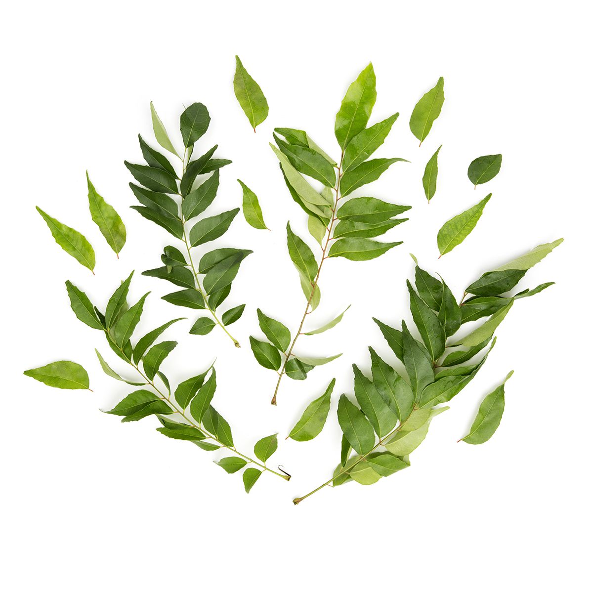Wholesale BoxNCase Curry Leaves- Bulk