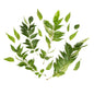 Wholesale BoxNCase Curry Leaves- Bulk