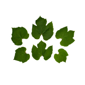 Wholesale Eva'S Garden Grape Leaves-50 CT Bulk