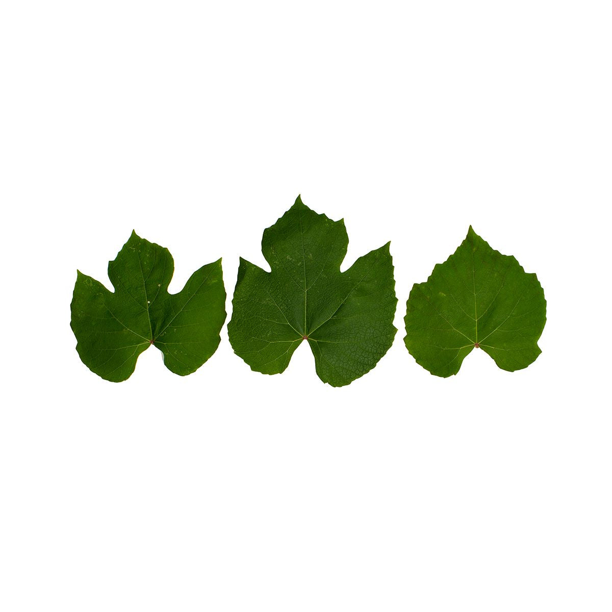 Wholesale Eva'S Garden Grape Leaves-50 CT Bulk