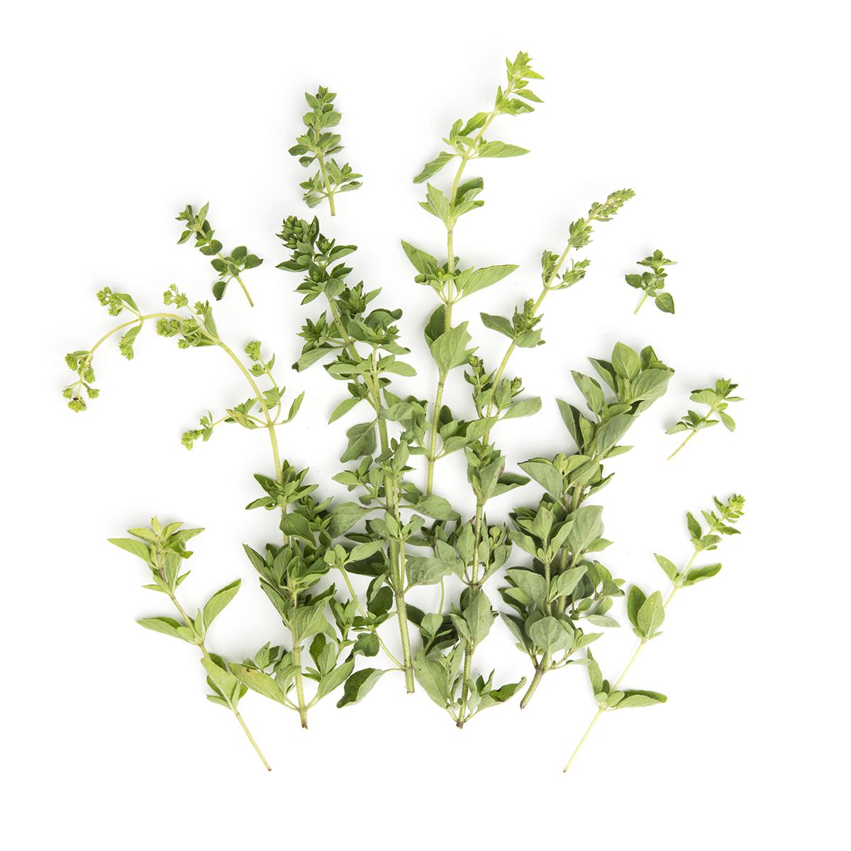 Wholesale Eva'S Garden Greek Oregano-3 Pack Bulk