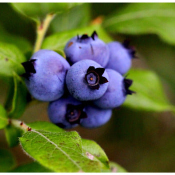Honor Foods Wild Frozen Blueberries 10lb