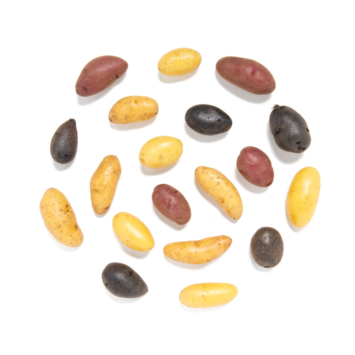 Wholesale Fern Ridge Multicolor Pee Wee Fingerling Potatoes- Bulk