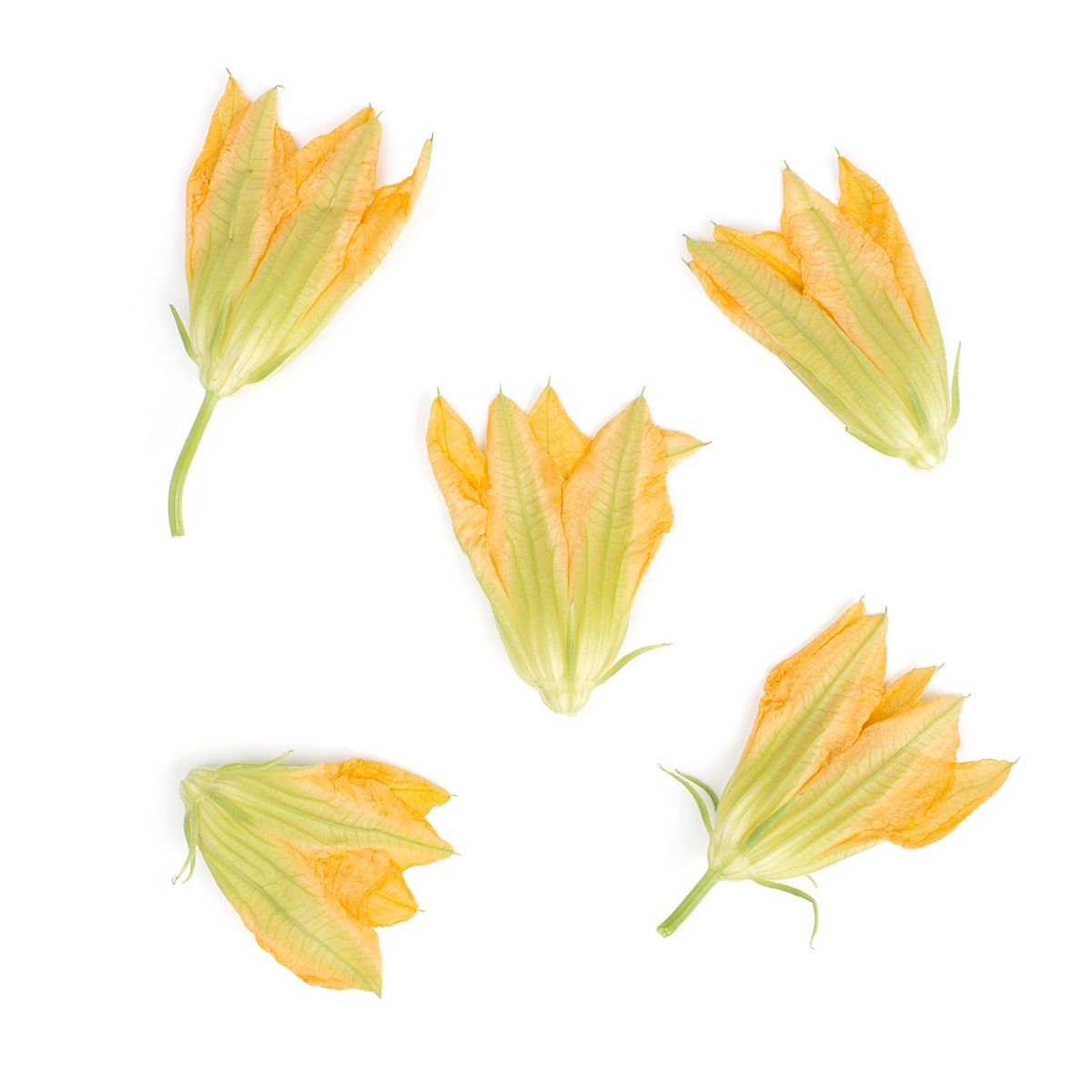 Wholesale BoxNCase Cello Wrapped Squash Blossoms- Bulk