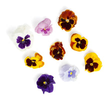 Wholesale BoxNCase Mixed Pansies- Bulk