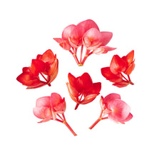 Wholesale Fresh Origins Micro Begonia Flowers Valentines Hearts- Bulk