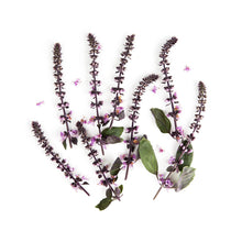 Wholesale Fresh Origins Basil Blossoms- Bulk