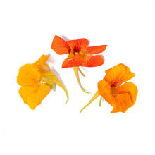 Wholesale Girl & Dug Farm Nasturtium Flowers- Bulk
