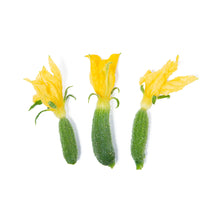 Wholesale Girl & Dug Farm Cucumber Blossoms- Bulk