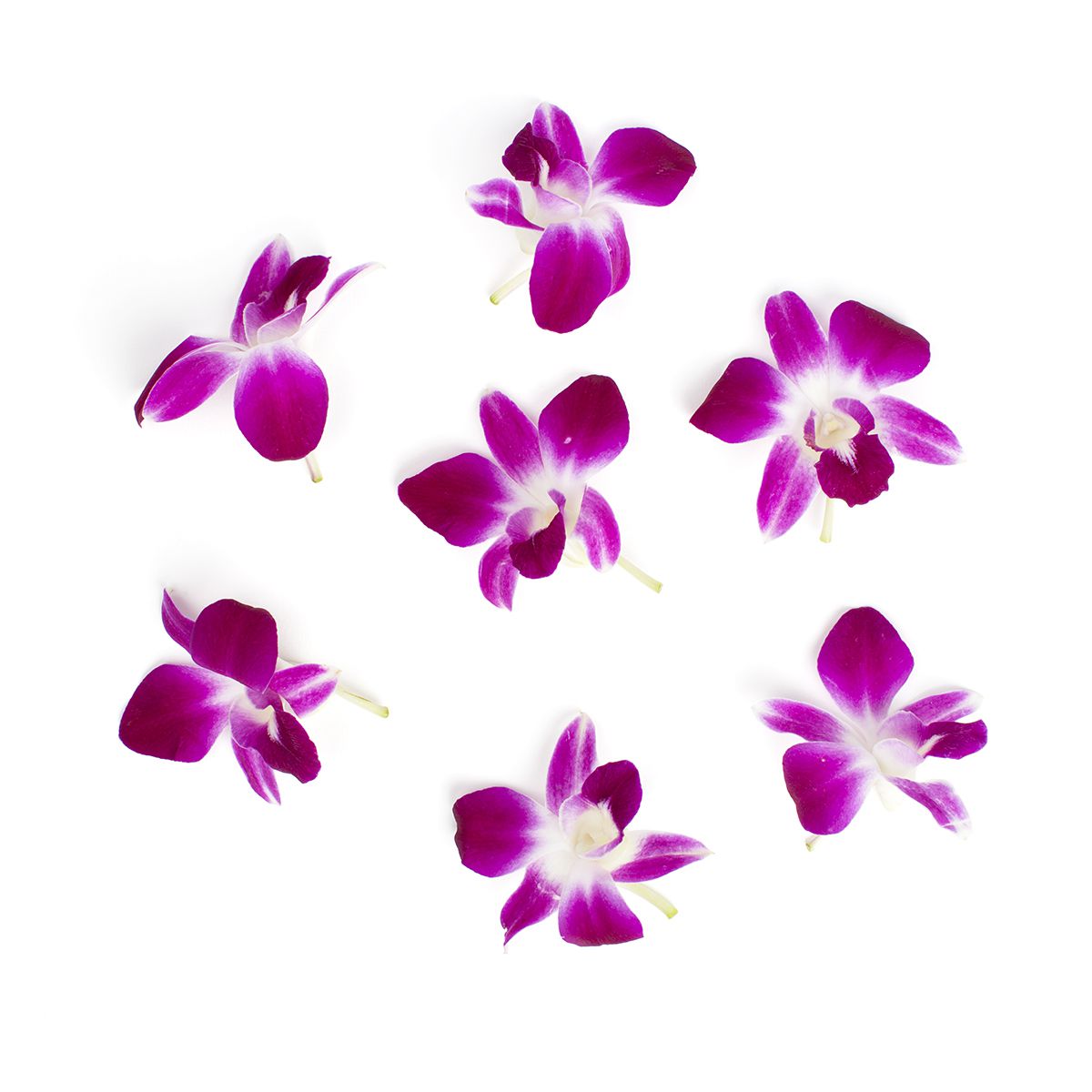 Wholesale BoxNCase Orchid Blooms- Bulk