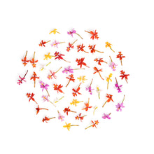 Wholesale Fresh Origins Micro Orchids- Bulk