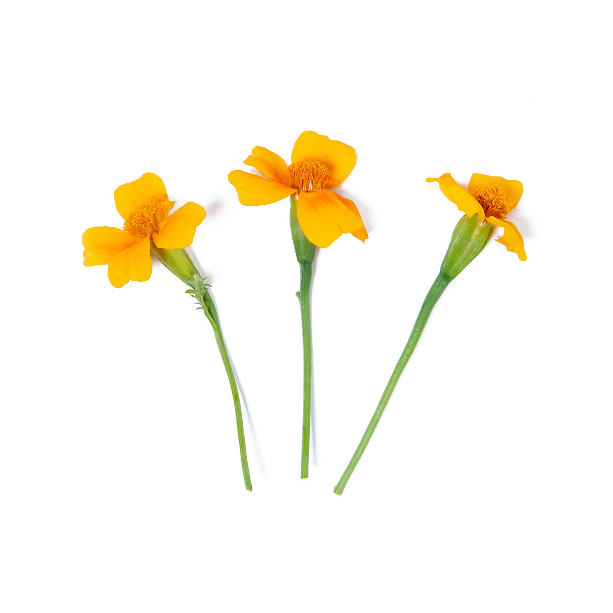 Wholesale Girl & Dug Farm Citrus Gem Marigold Flowers- Bulk