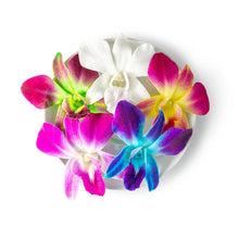Wholesale Fresh Origins Decorative Multi-colored Orchid Mix- Bulk