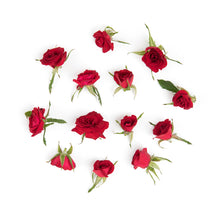 Wholesale Fresh Origins Rose Little Red Corvette- Bulk