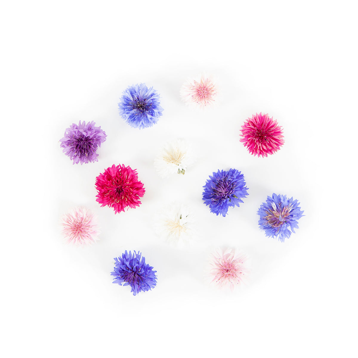 Fresh Origins Bachelor's Buttons