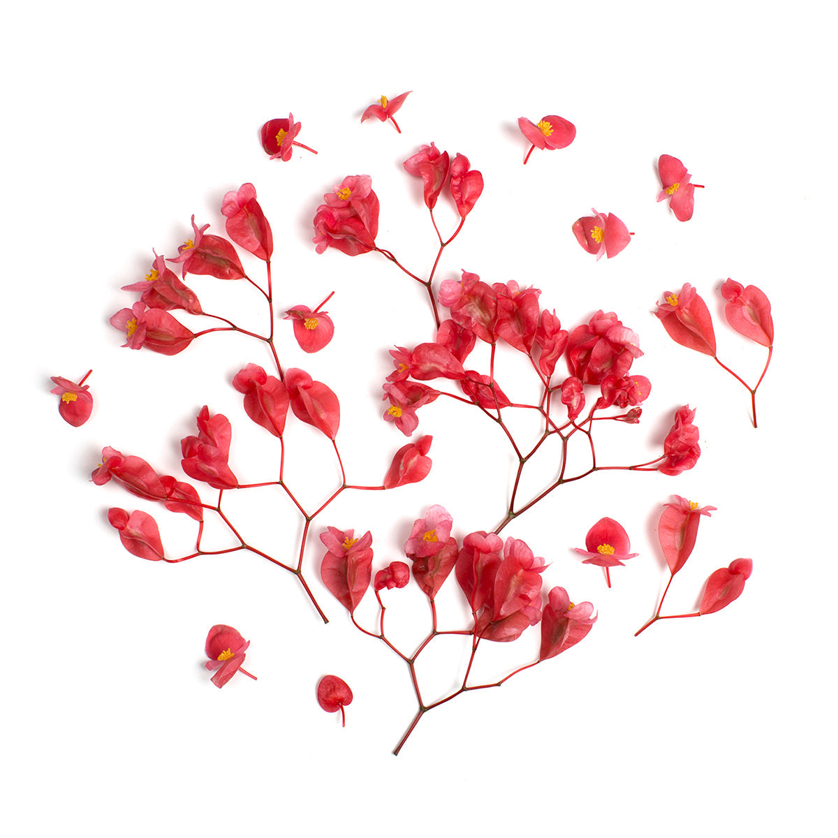 Fresh Origins Apple Blossoms Pink Begonia