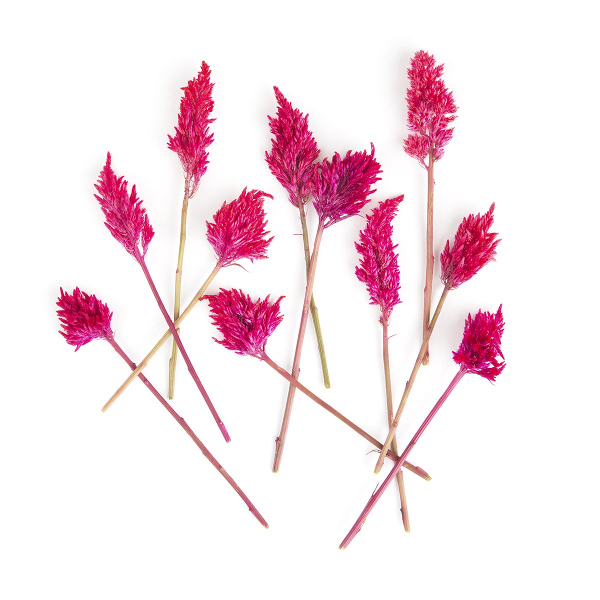 Wholesale Fresh Origins Firestix Flowers- Bulk
