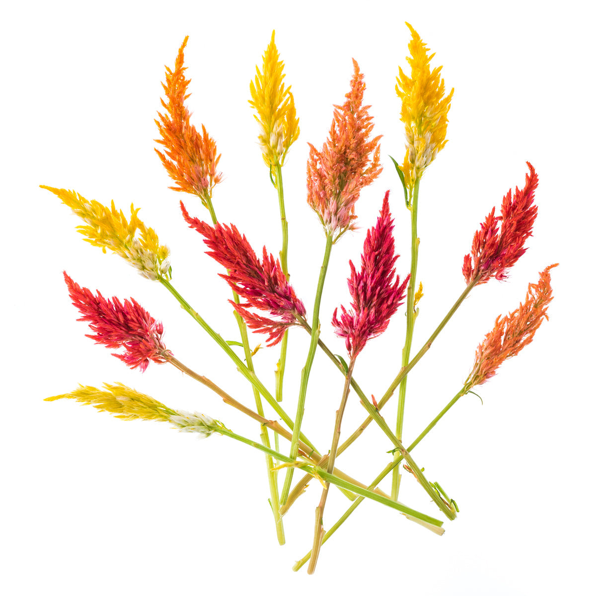 Wholesale Fresh Origins Firestix Flower Mix-50 CT Bulk