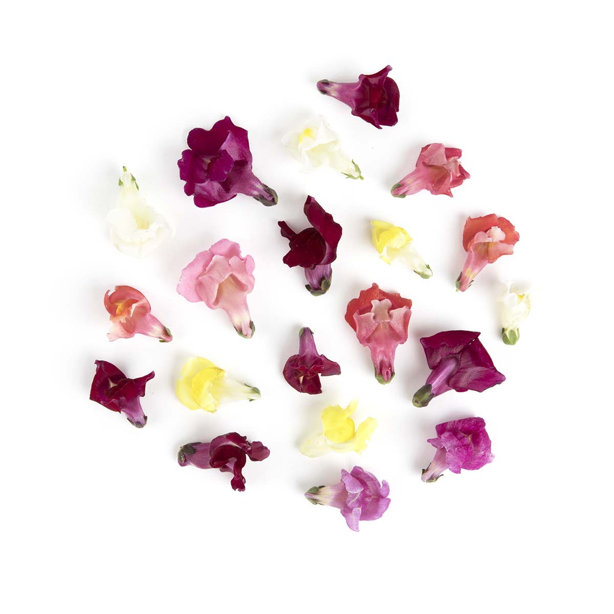 Wholesale Fresh Origins Pink Snap Dragon Flowers- Bulk