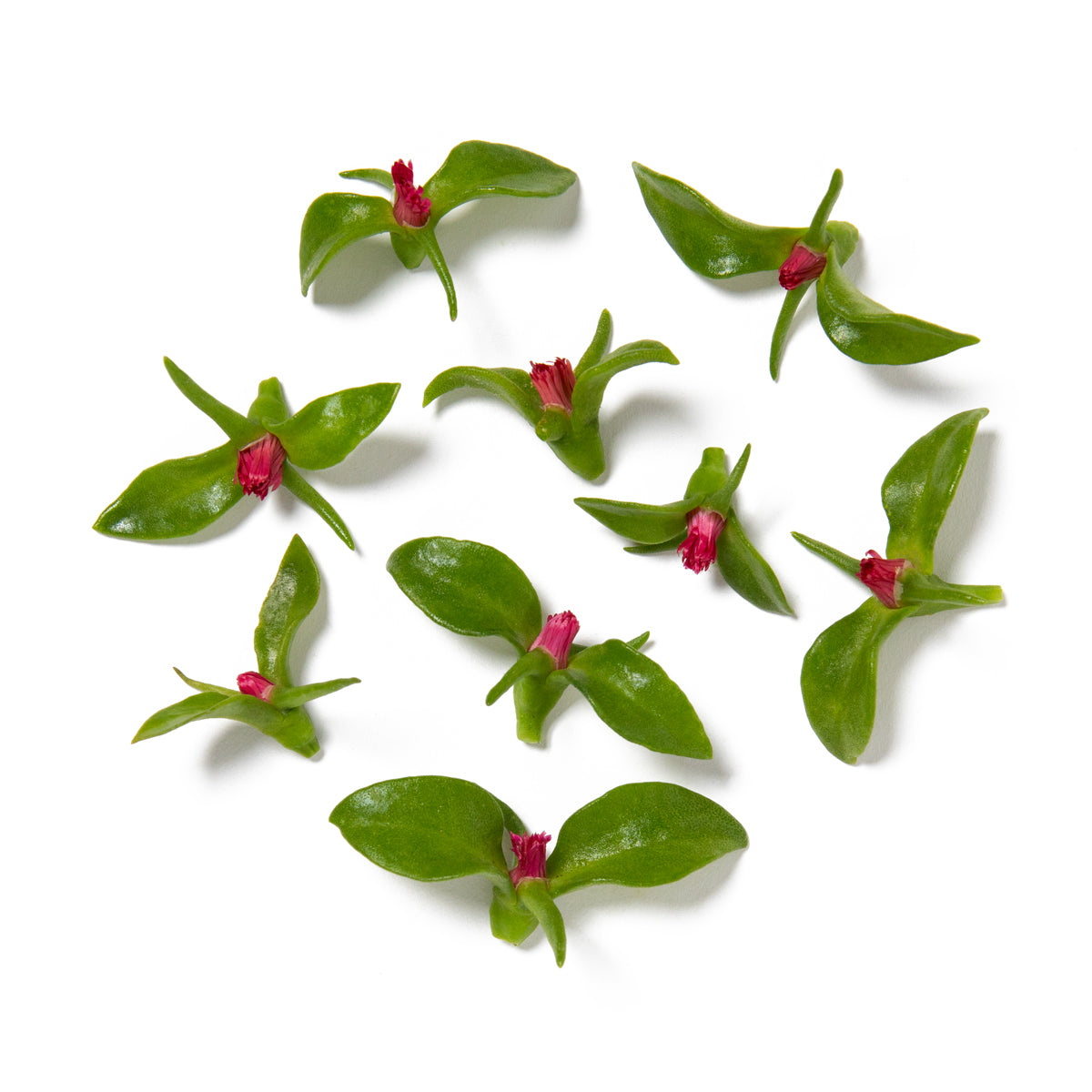 Wholesale Girl & Dug Farm Stonerose Flowers- Bulk