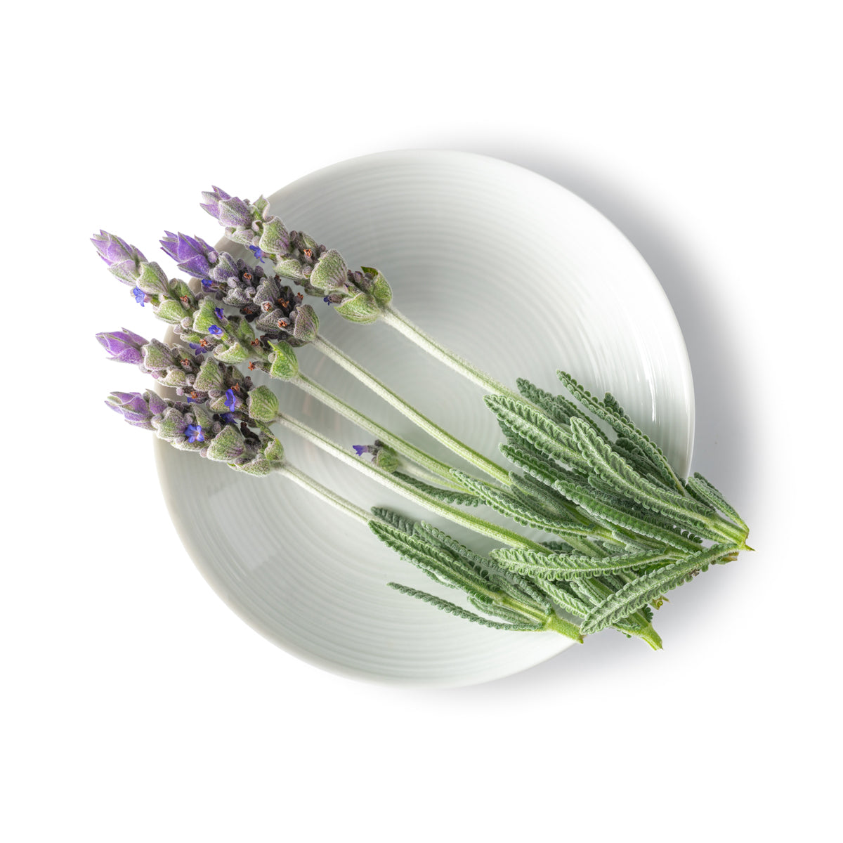 Fresh Origins Lavender Flowers