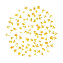 Wholesale Fresh Origins Micro Marigold Flowers- Bulk