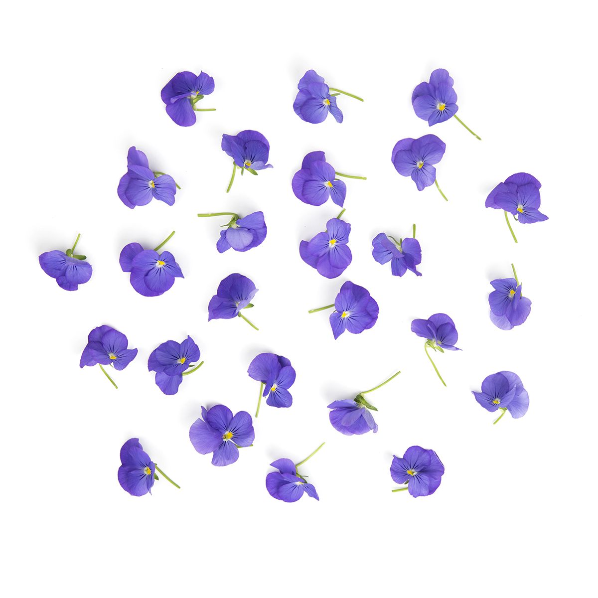 Wholesale Koppert Cress Viola Blue-50 CT Bulk