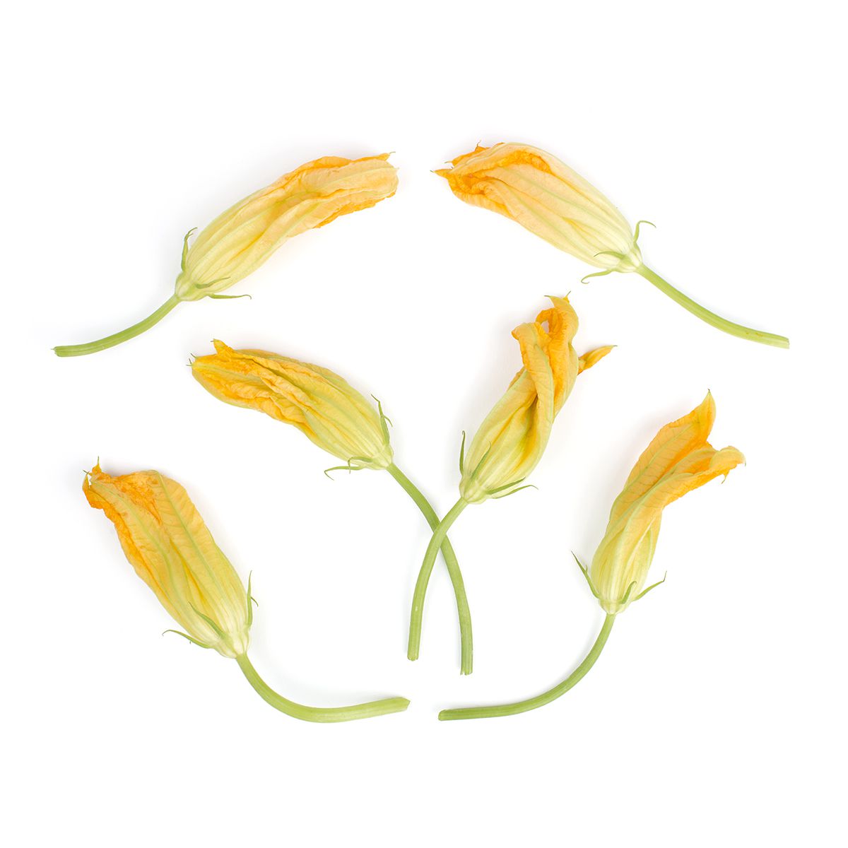 Wholesale Fresh Origins Squash Blossoms- Bulk