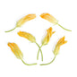 Wholesale Fresh Origins Squash Blossoms- Bulk