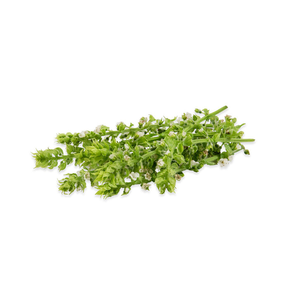 Wholesale Fresh Origins White Shiso Flower-50 CT Bulk