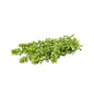 Wholesale Fresh Origins White Shiso Flower-50 CT Bulk