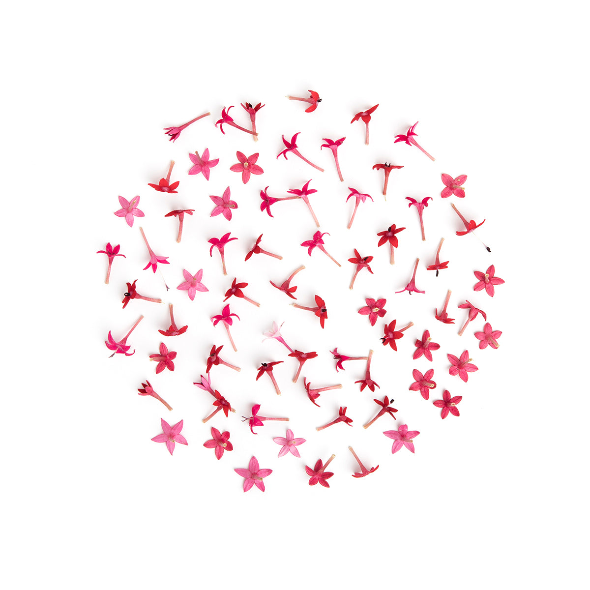 Fresh Origins Micro Star Flowers