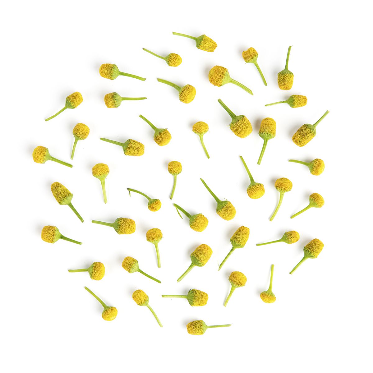 Wholesale Fresh Origins Buzz Buttons- Bulk