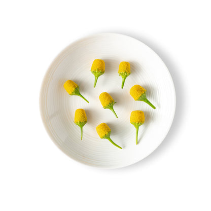 Wholesale Fresh Origins Buzz Buttons- Bulk