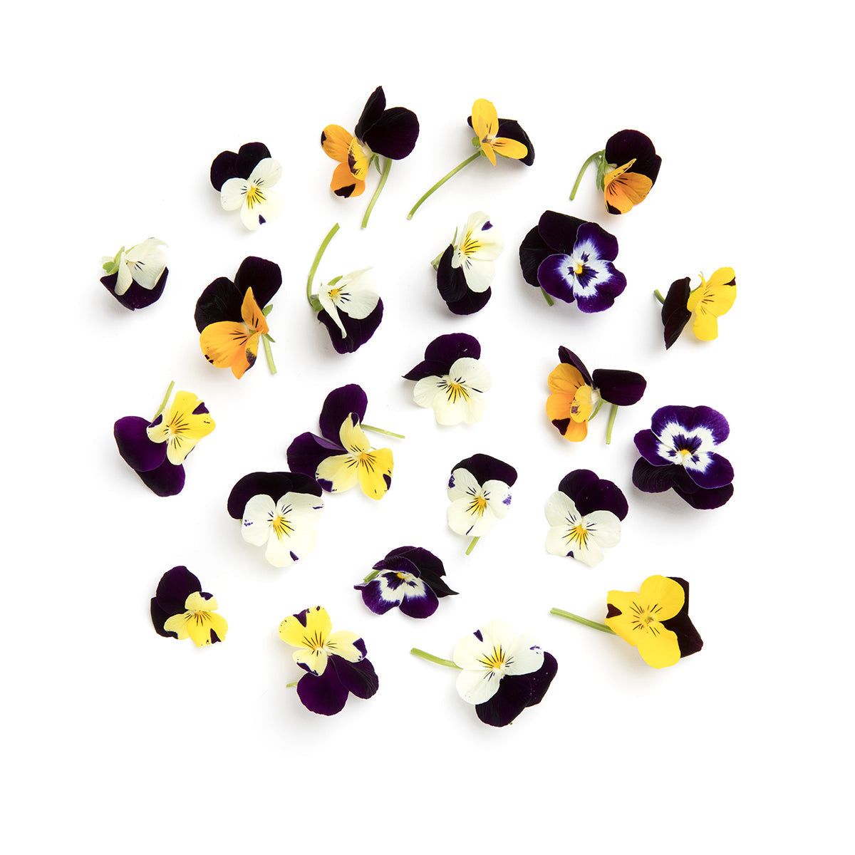 Wholesale Koppert Cress Cornabria Blossoms- Bulk