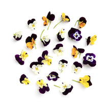 Wholesale Koppert Cress Cornabria Blossoms- Bulk